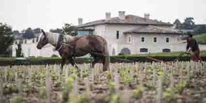 Chateau Pavie Saint Emilion Weinbergsarbeit